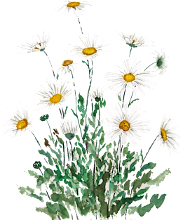 white Margaret daisy watercolor Magnet