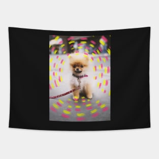 Pomeranian puppy Tapestry