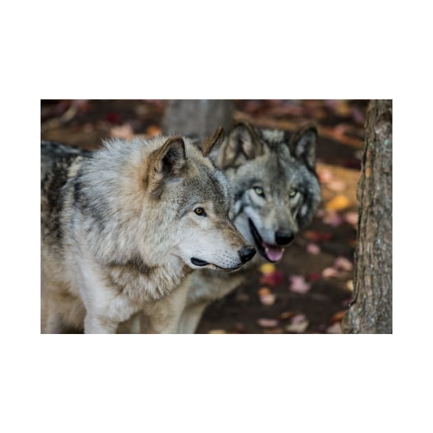 Timber Wolves by jaydee1400