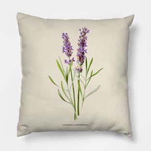 Lavender Antique Botanical Illustration Pillow