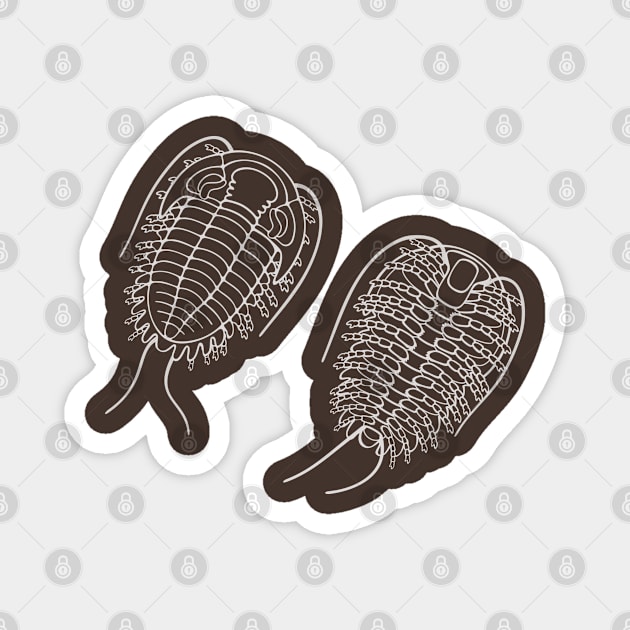 White Line Drawing of Phacopid Trilobite Magnet by taylorcustom