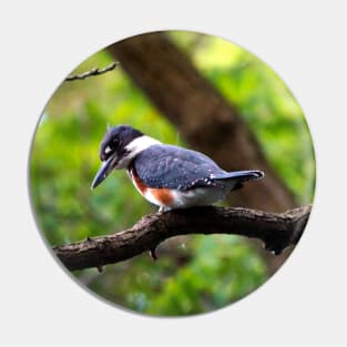 Belted Kingfisher Perched In A Tree Pin