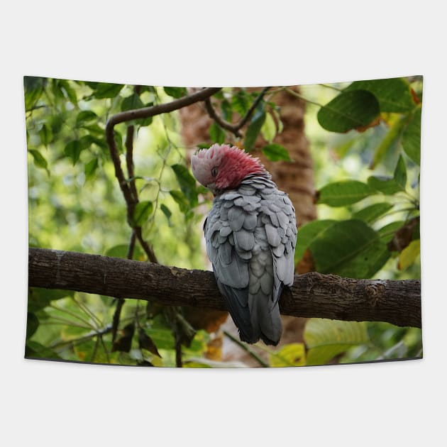 Galah Cockatoo Tapestry by Nicole Gath Photography