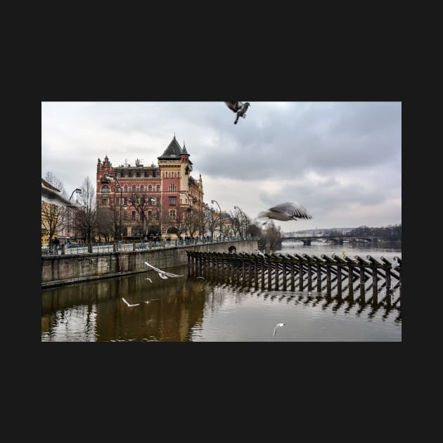 Seagulls and Bellevue building by lena-maximova