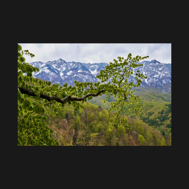 Springtime landscape through forest by naturalis