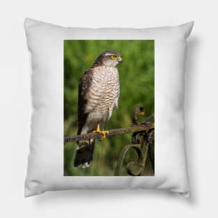 Female Sparrowhawk Hawk Bird of Prey Photo Pillow