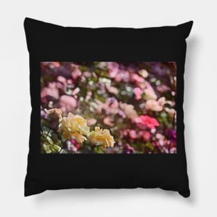 Rose 209 Pillow