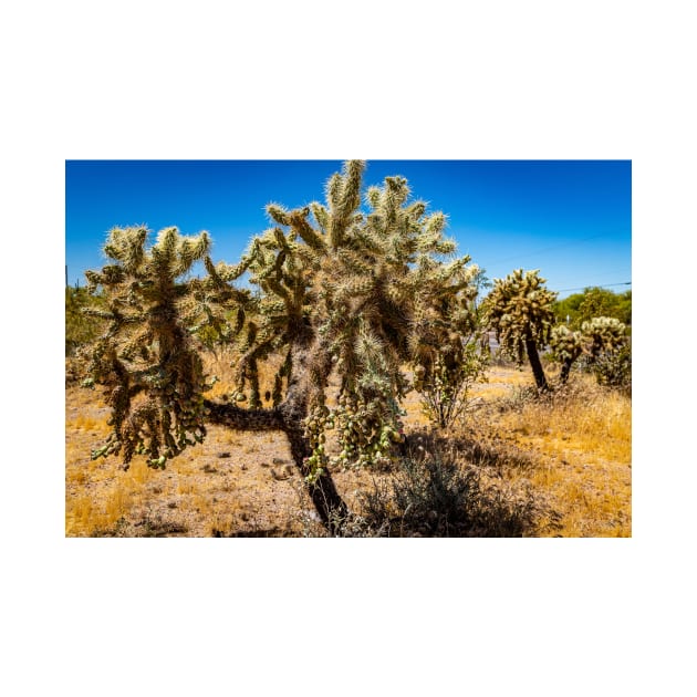 Cholla Cactus along the Apache Trail by Gestalt Imagery