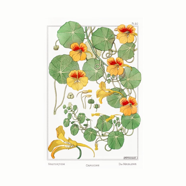 Nasturtium (1896) by WAITE-SMITH VINTAGE ART