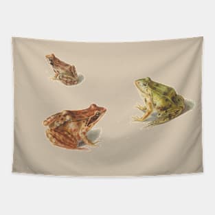 Study of Frogs by Albertus Steenbergen Tapestry