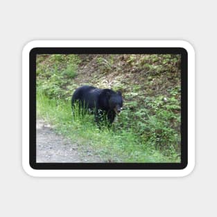 Black Bear Magnet