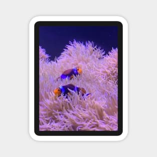 Two Clown Fish Magnet