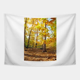 Woodland Trees in Autumn Tapestry