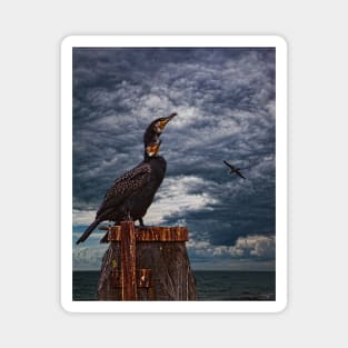 Cormorant Couple Magnet