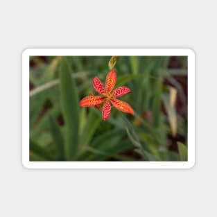 Blackberry Lily Red Orange Yellow Flower with Raindrops Magnet