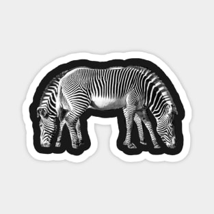 Zebra End to End - Double Stripes Magnet