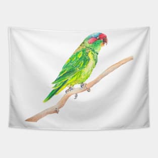 Musk lorikeet - green Australian parrot Tapestry