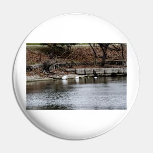 Swans and Snow Goose Pin