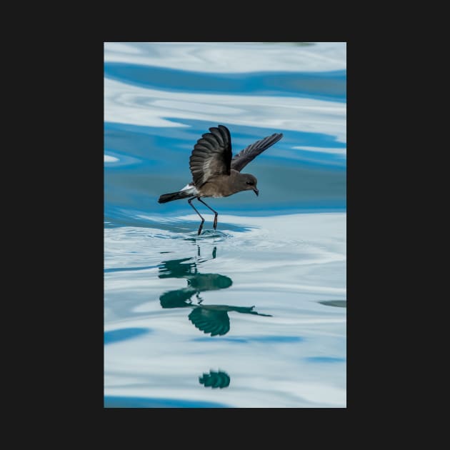 White-vented Storm-petrel Galápagos Islands by iansmissenphoto