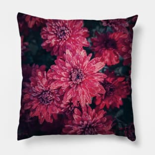 Top view cardinal chrysanthemums texture Pillow