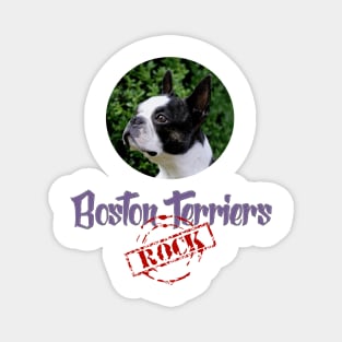 Boston Terriers Rock! Magnet