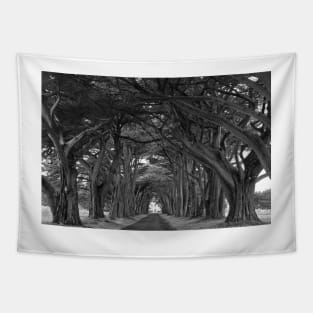 Point Reyes Black And White Cypress Tunnel Tapestry