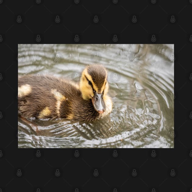 Tiny duckling in the lake by AYatesPhoto