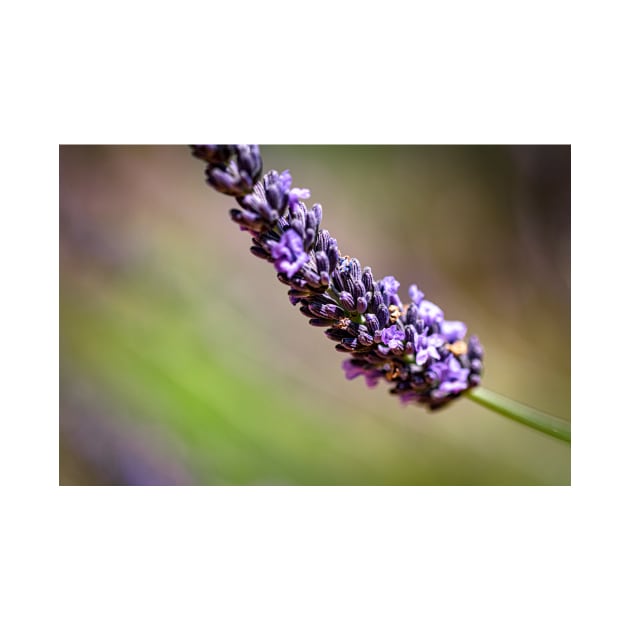 Close-up of lavender by blossomcophoto