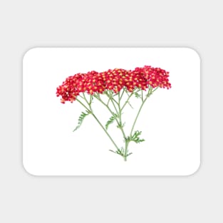 Achillea &#39;Fanal&#39; Yarrow Syn. Achillea &#39;The Beacon&#39; Magnet