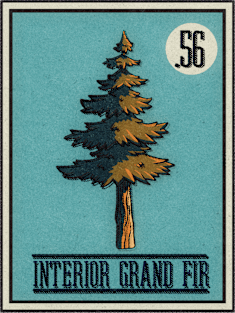 No.56 Interior Grand Fir Magnet