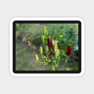 Multicolored Flower Buds 1 Magnet