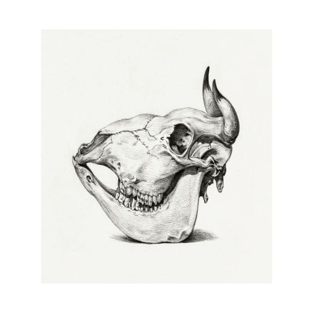 Cow Skull by Garkbit's