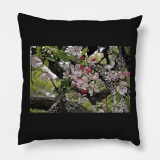 Apple Blossom Pillow