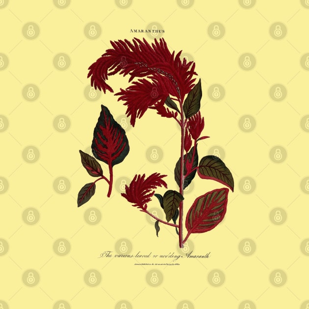 18th Century Amaranth Plant Illustration by Amaranthus Designs