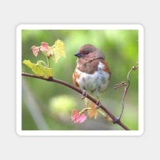 Eastern Towhee Magnet