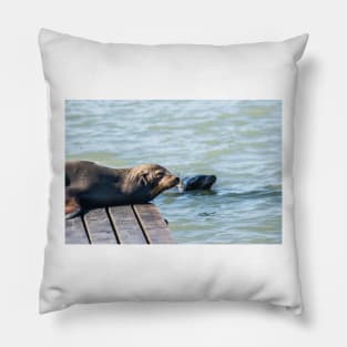 Female Sea Lion Pillow