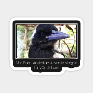 Bub young Australian Rescue Magpie Magnet