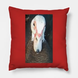 Duck Pillow