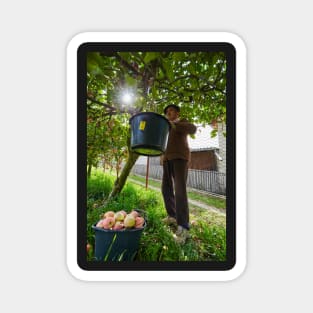 Senior farmer picking apples Magnet