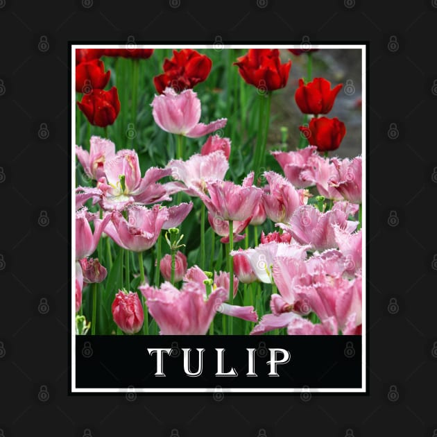 Beautiful Combination of Red Tulip Flower and Pink Tulip Flower Photography by carlesclan