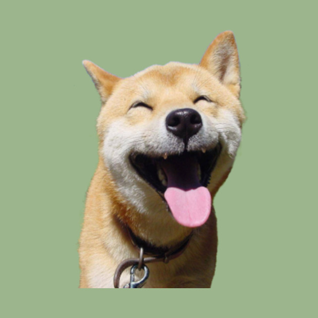 Shiba Inu Tongue Out