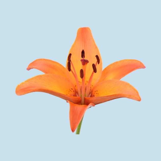 Lilium  &#39;Orange Pixie&#39;  Dwarf Asiatic lily by chrisburrows