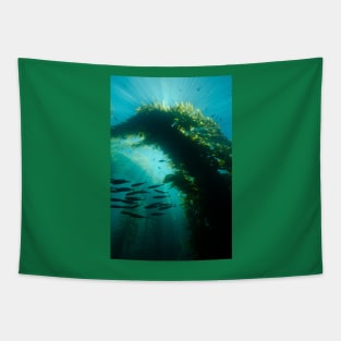 Sunrays In a Kelp Forest Tapestry