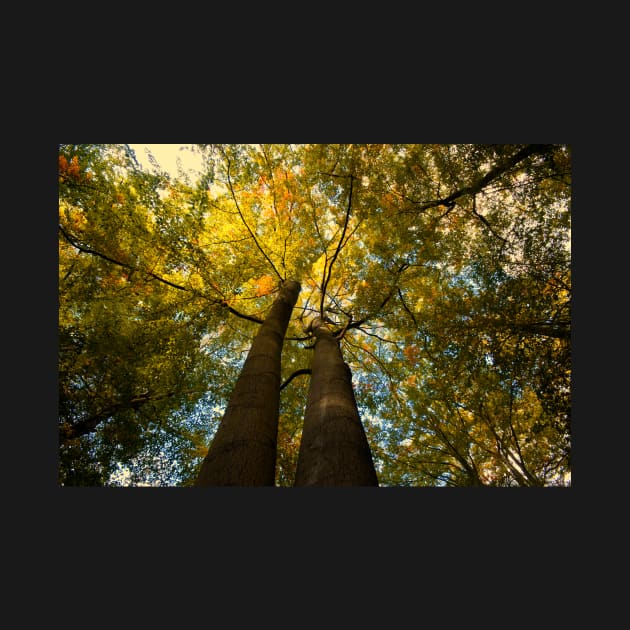 Canopy of Leaves by Nigdaw