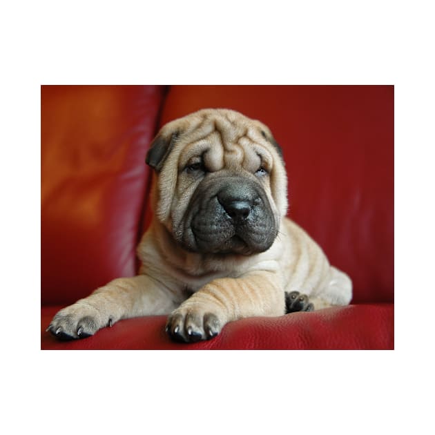 Baby Shar Pei by kawaii_shop