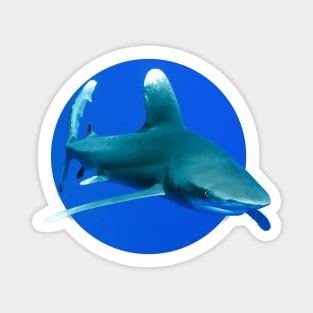 Longimanus shark Magnet