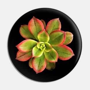 Aeonium Kiwi Pin