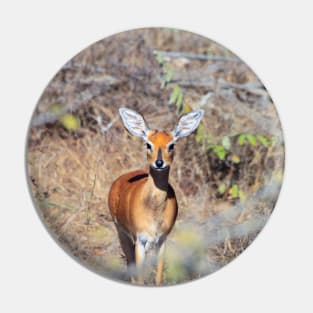 Steenbok antelope in South Africa Pin