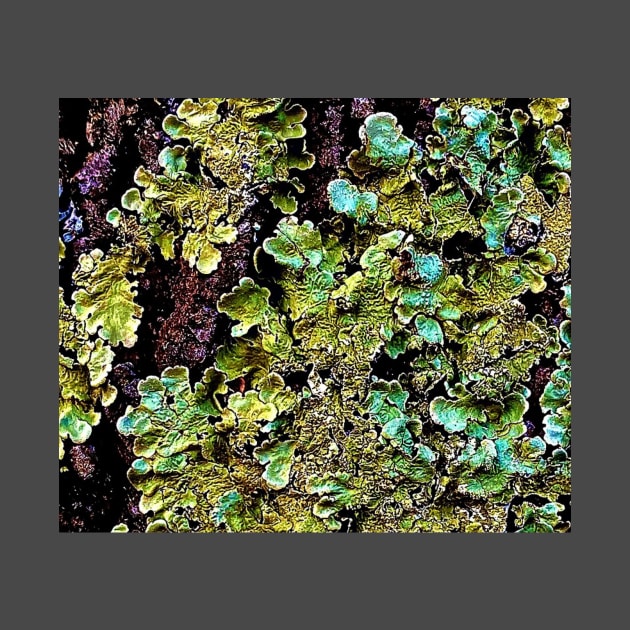 Lichen textures by Dillyzip1202