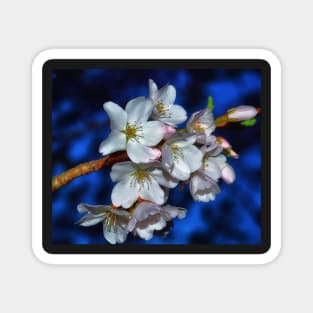 Crabapple Spring Magnet